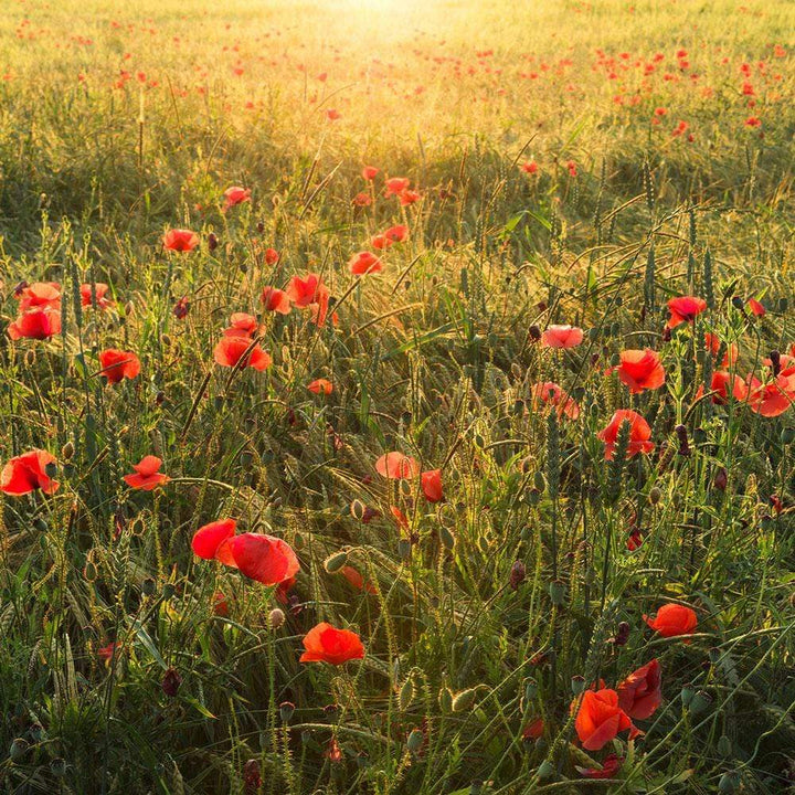 Dein Traumzimmer Komar Fototapete - S.Hefele 2 - Poppy World Fototapeten