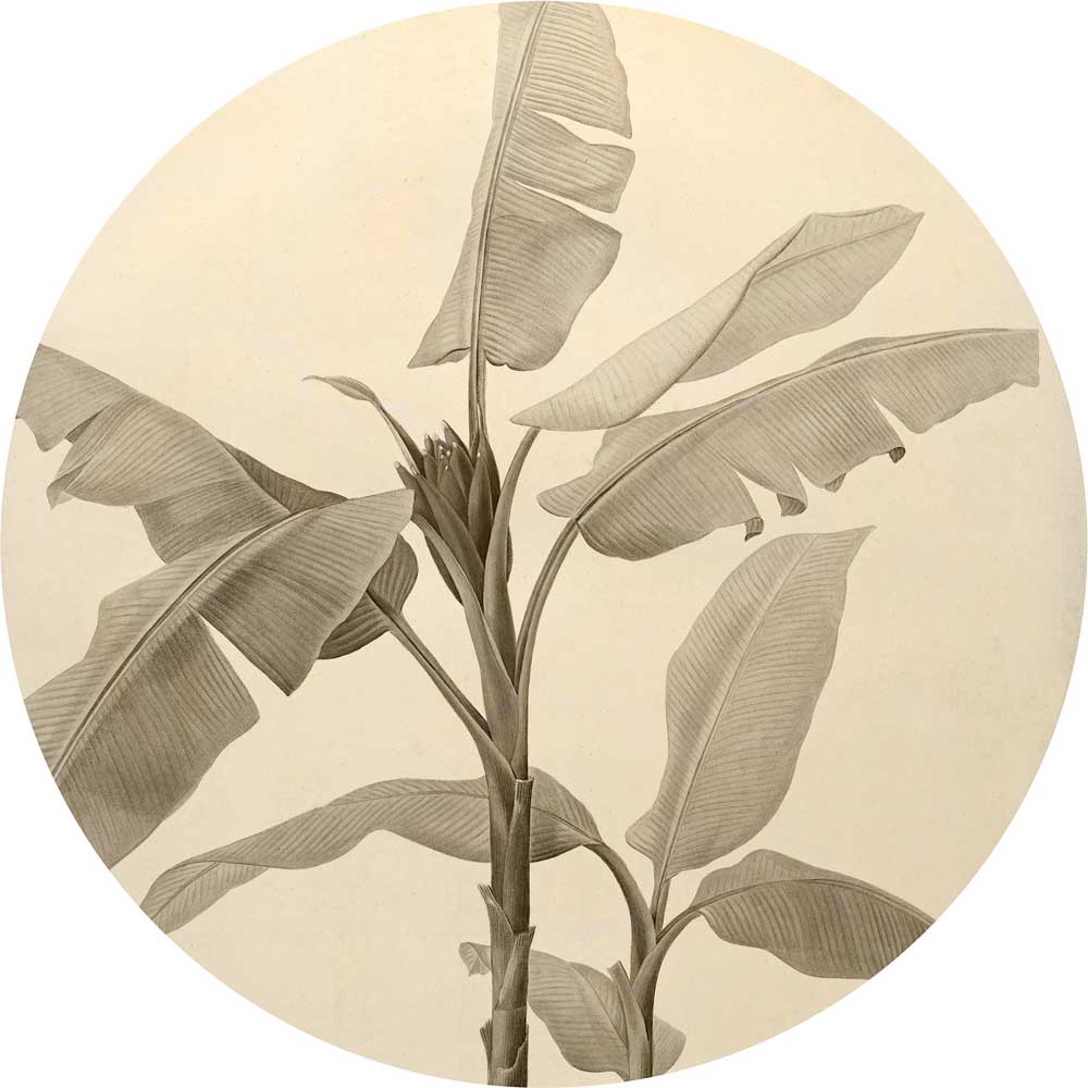 Dein Traumzimmer Komar - Deko Sticker - DOTS - Banana Plant Fototapeten