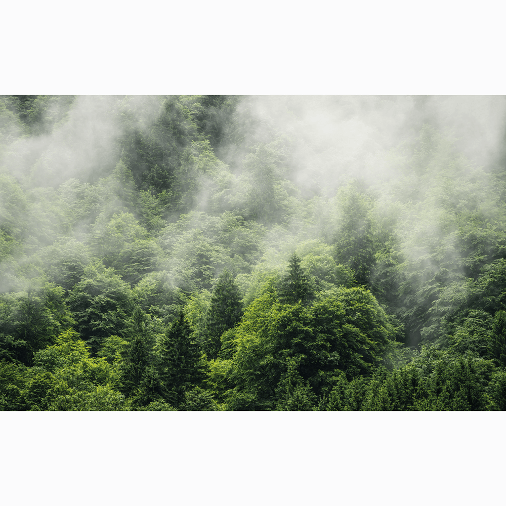 Dein Traumzimmer Komar Fototapete - Pure - Forest Land Fototapeten