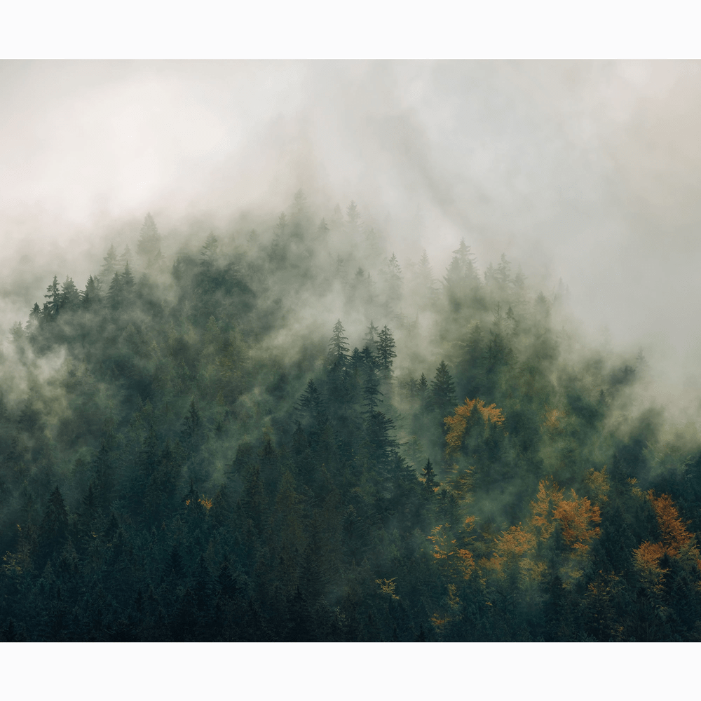 Dein Traumzimmer Komar Fototapete - Pure - Tales of the Carpathians Fototapeten