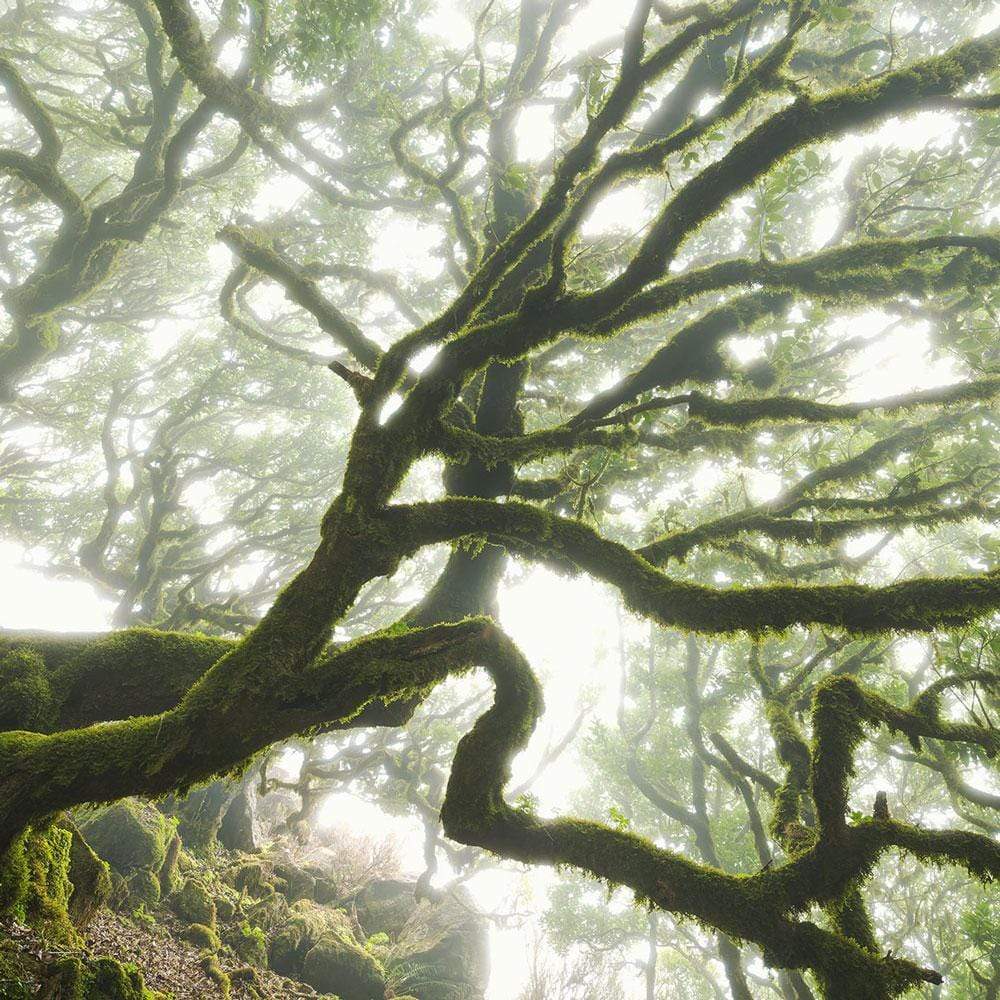 Dein Traumzimmer Komar Fototapete - Pure - The Forgotten Forest Fototapeten