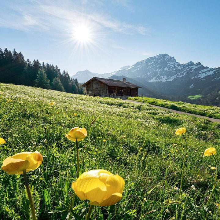 Dein Traumzimmer Komar Fototapete - S.Hefele 2 - Alpenglück Fototapeten