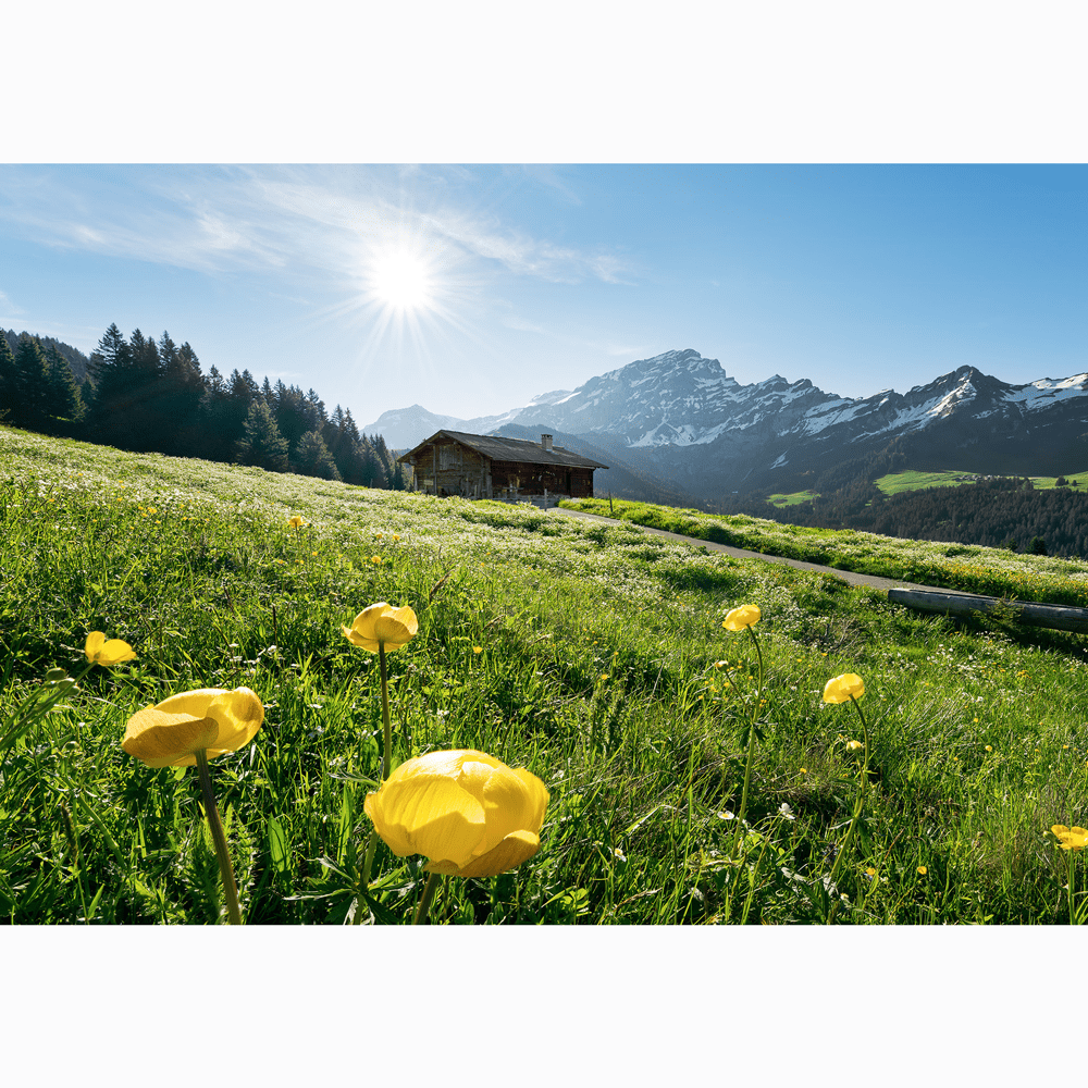 Dein Traumzimmer Komar Fototapete - S.Hefele 2 - Alpenglück Fototapeten