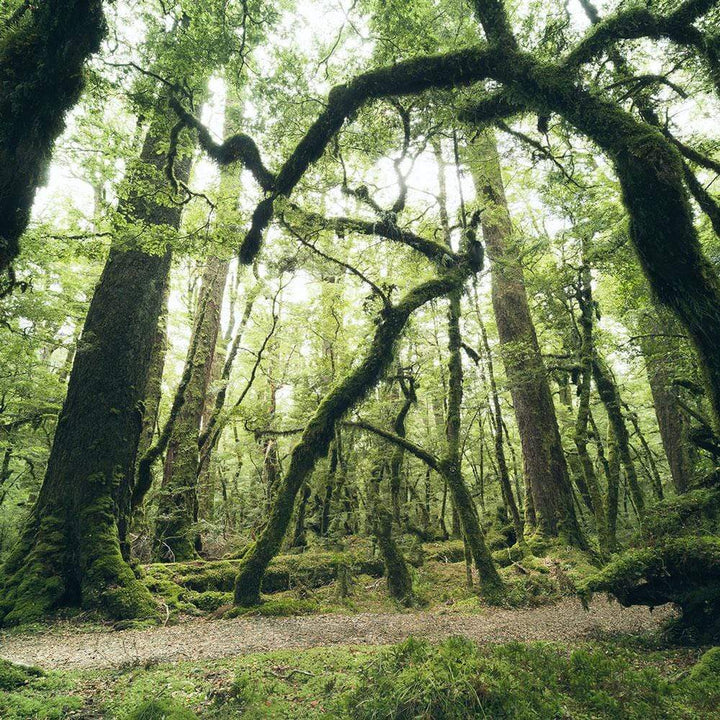 Dein Traumzimmer Komar Fototapete - S.Hefele 2 - Ancient Green Fototapeten