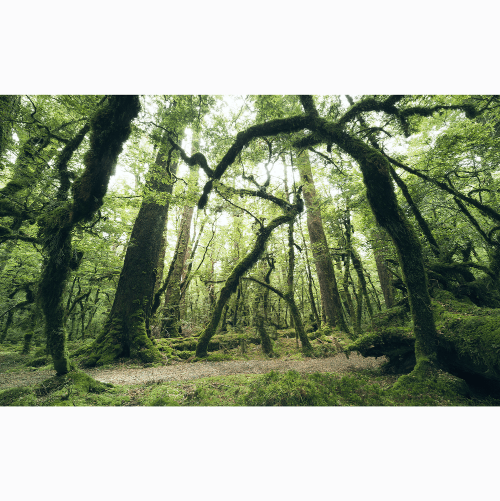 Dein Traumzimmer Komar Fototapete - S.Hefele 2 - Ancient Green Fototapeten