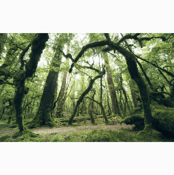 Dein Traumzimmer Komar Fototapete - S.Hefele 2 - Ancient Green Fototapeten