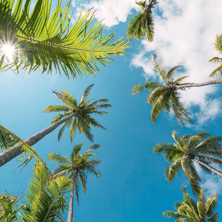 Dein Traumzimmer Komar Fototapete - S.Hefele 2 - Coconut Heaven II Fototapeten