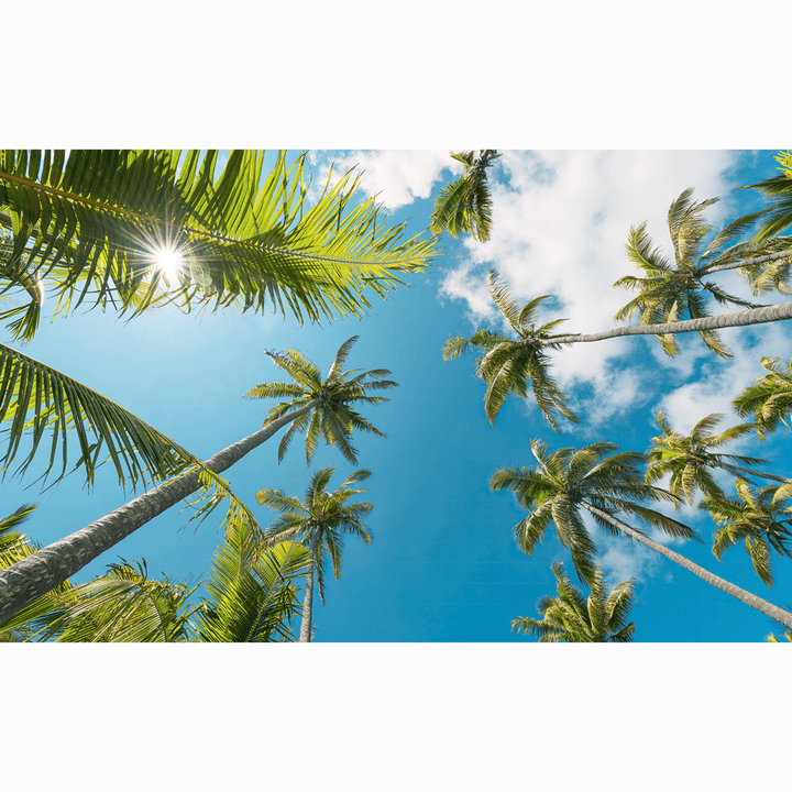 Dein Traumzimmer Komar Fototapete - S.Hefele 2 - Coconut Heaven II Fototapeten