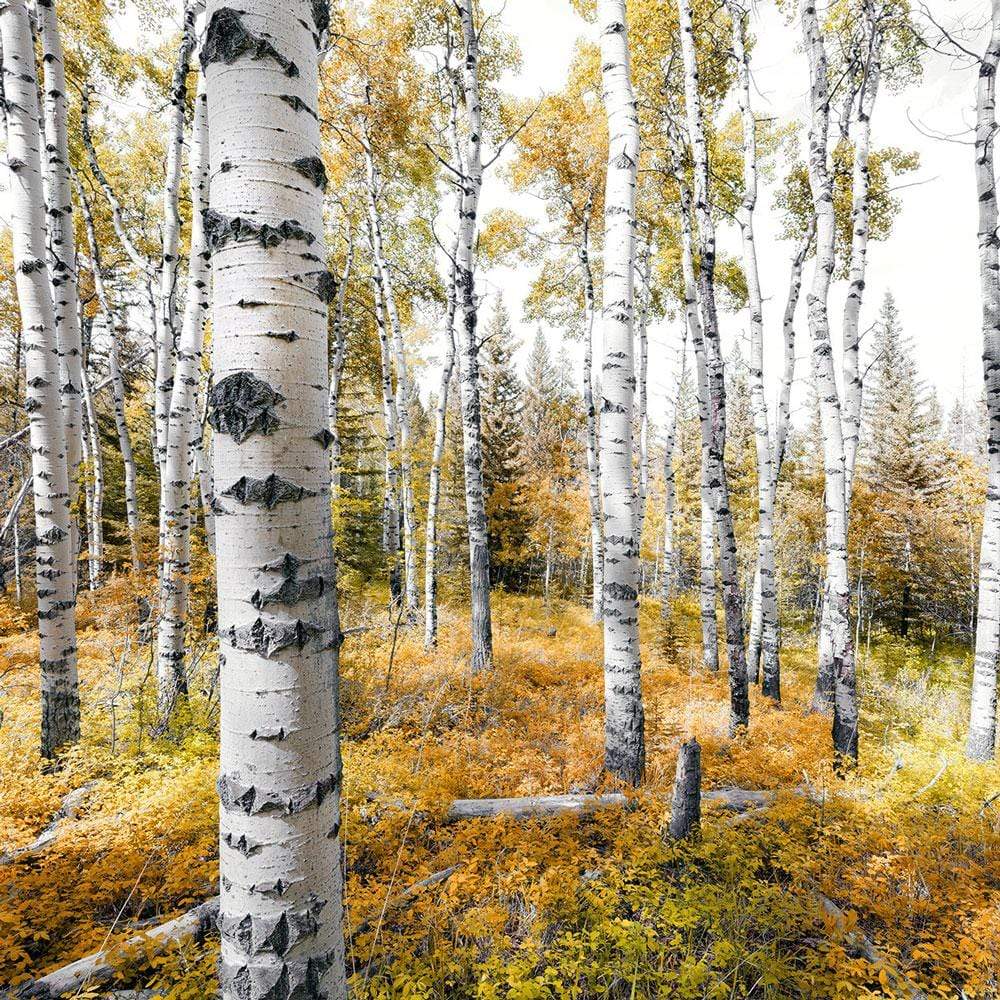 Dein Traumzimmer Komar Fototapete - S.Hefele 2 - Colorful Aspenwoods Fototapeten