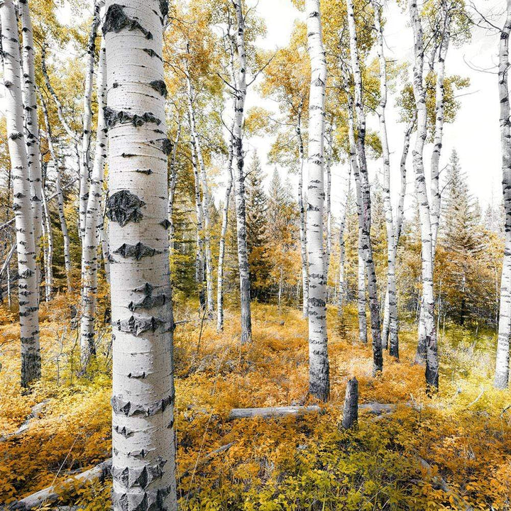 Dein Traumzimmer Komar Fototapete - S.Hefele 2 - Colorful Aspenwoods Fototapeten