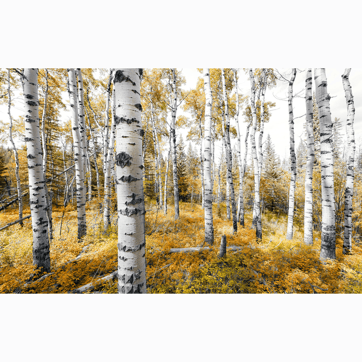 Dein Traumzimmer Komar Fototapete - S.Hefele 2 - Colorful Aspenwoods Fototapeten