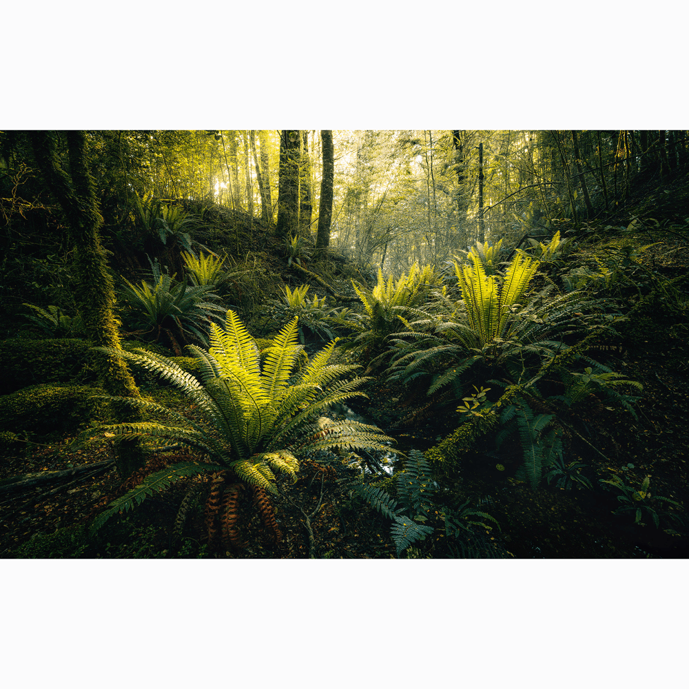Dein Traumzimmer Komar Fototapete - S.Hefele 2 - Fjordland Woods Fototapeten