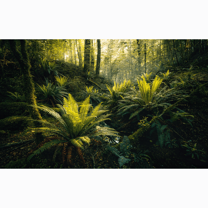 Dein Traumzimmer Komar Fototapete - S.Hefele 2 - Fjordland Woods Fototapeten