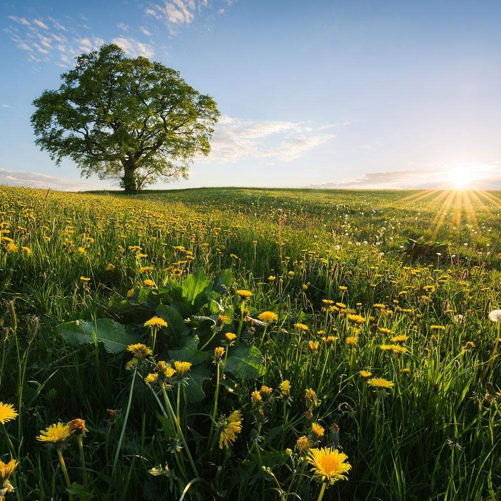 Dein Traumzimmer Komar Fototapete - S.Hefele 2 - Frühling auf dem Land Fototapeten