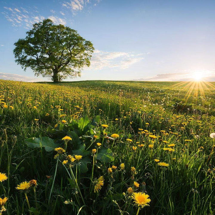 Dein Traumzimmer Komar Fototapete - S.Hefele 2 - Frühling auf dem Land Fototapeten