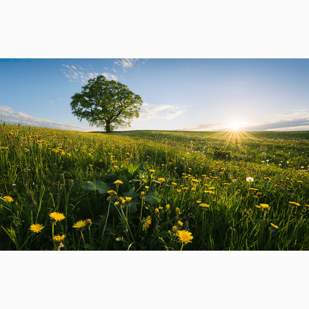 Dein Traumzimmer Komar Fototapete - S.Hefele 2 - Frühling auf dem Land Fototapeten