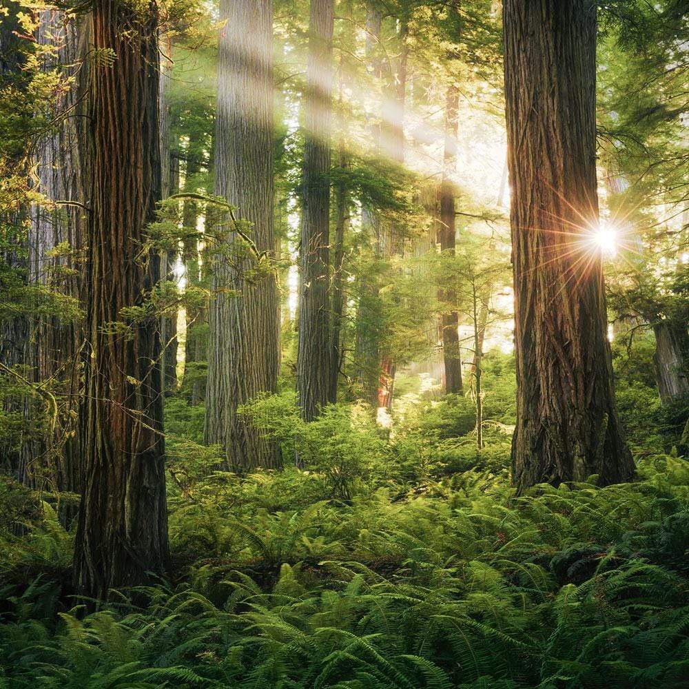 Dein Traumzimmer Komar Fototapete - S.Hefele 2 - Goblins Woods Fototapeten