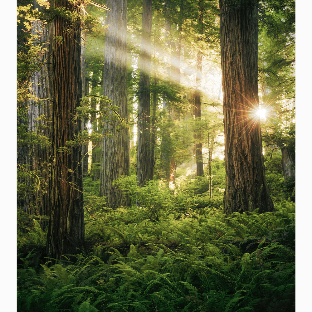 Dein Traumzimmer Komar Fototapete - S.Hefele 2 - Goblins Woods Fototapeten