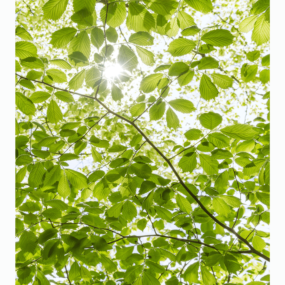 Dein Traumzimmer Komar Fototapete - S.Hefele 2 - Im Frühlingswald Fototapeten