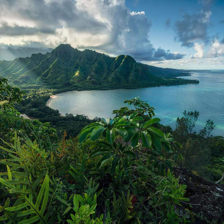Dein Traumzimmer Komar Fototapete - S.Hefele 2 - Jurassic Island Fototapeten