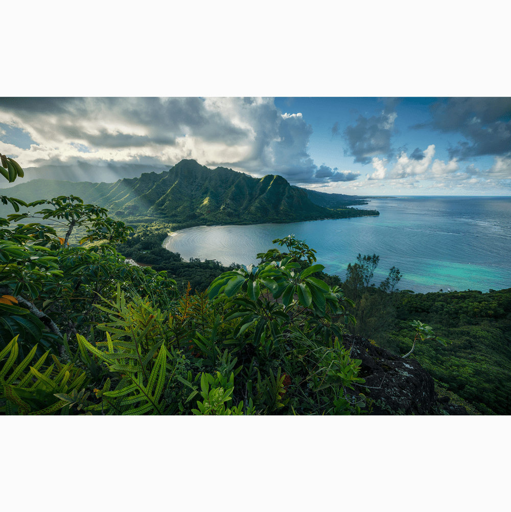 Dein Traumzimmer Komar Fototapete - S.Hefele 2 - Jurassic Island Fototapeten