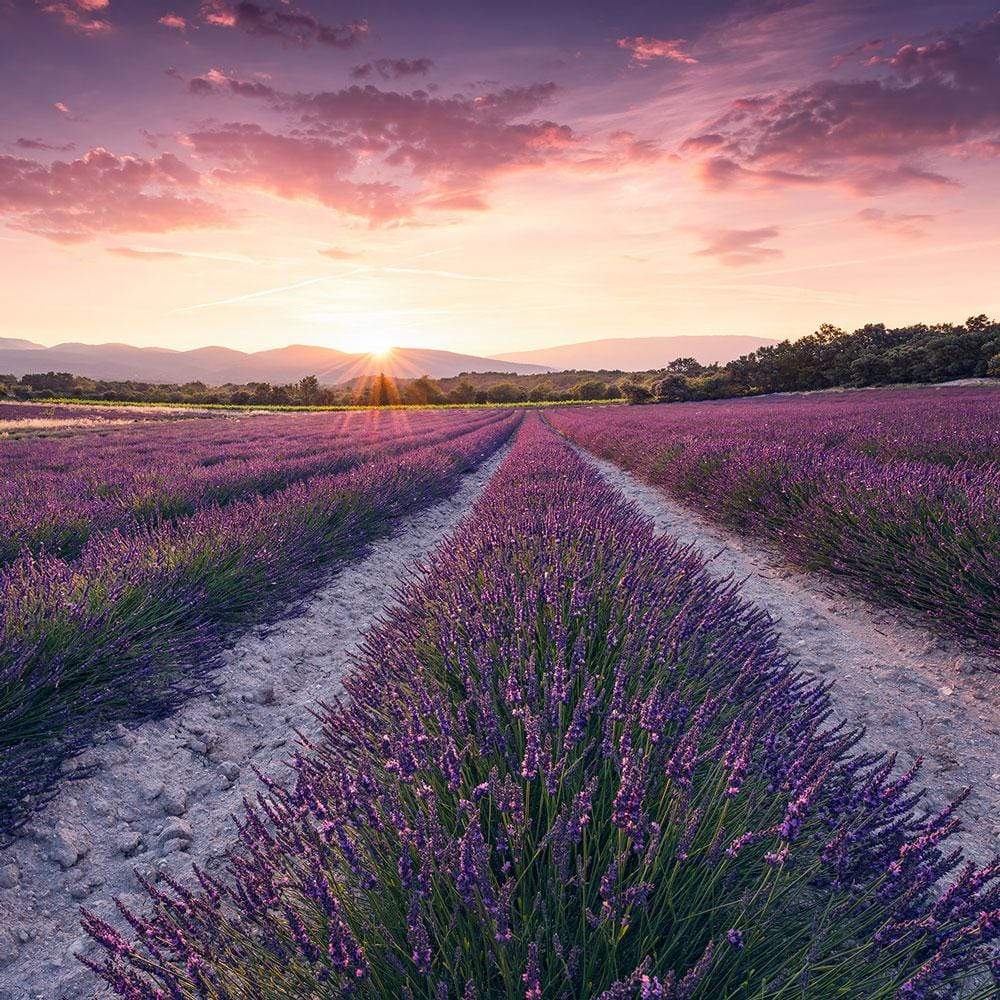 Dein Traumzimmer Komar Fototapete - S.Hefele 2 - Lavender Dream Fototapeten