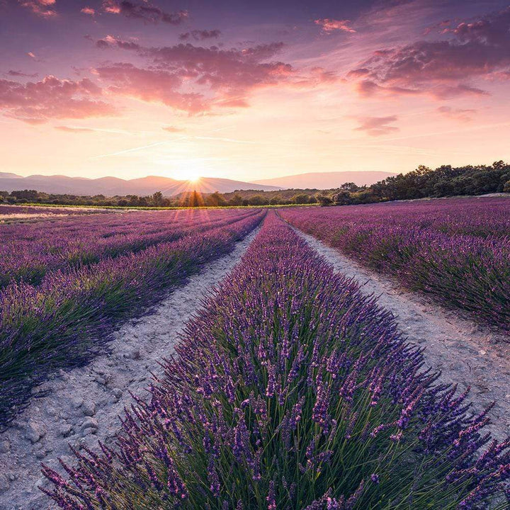 Dein Traumzimmer Komar Fototapete - S.Hefele 2 - Lavender Dream Fototapeten