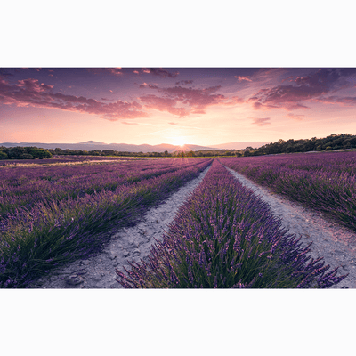 Dein Traumzimmer Komar Fototapete - S.Hefele 2 - Lavender Dream Fototapeten