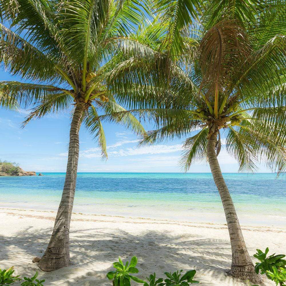 Dein Traumzimmer Komar Fototapete - S.Hefele 2 - Palmy Beach Fototapeten
