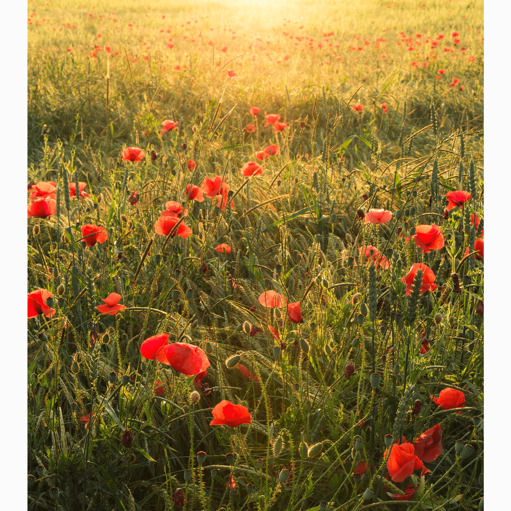 Dein Traumzimmer Komar Fototapete - S.Hefele 2 - Poppy World Fototapeten