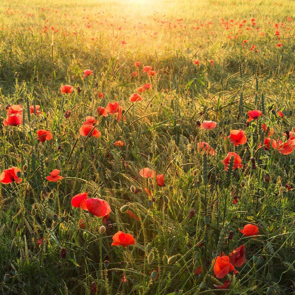 Dein Traumzimmer Komar Fototapete - S.Hefele 2 - Poppy World Fototapeten