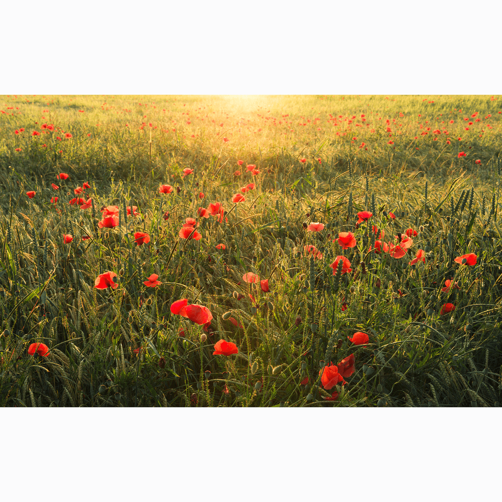 Dein Traumzimmer Komar Fototapete - S.Hefele 2 - Poppy World Fototapeten