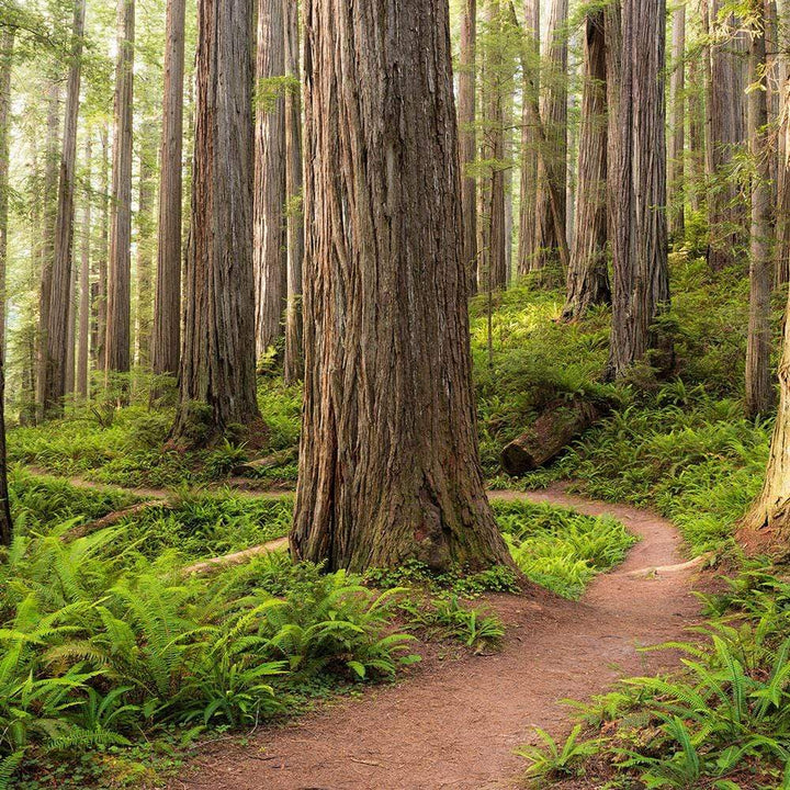 Dein Traumzimmer Komar Fototapete - S.Hefele 2 - Redwood Trail Fototapeten