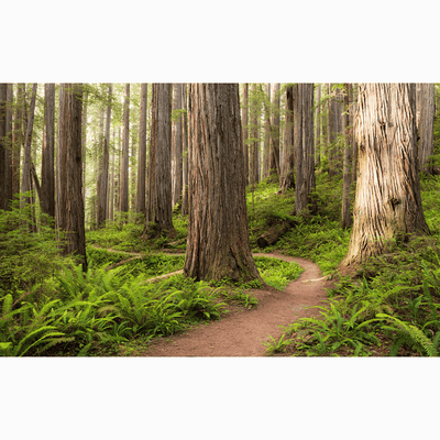 Dein Traumzimmer Komar Fototapete - S.Hefele 2 - Redwood Trail Fototapeten