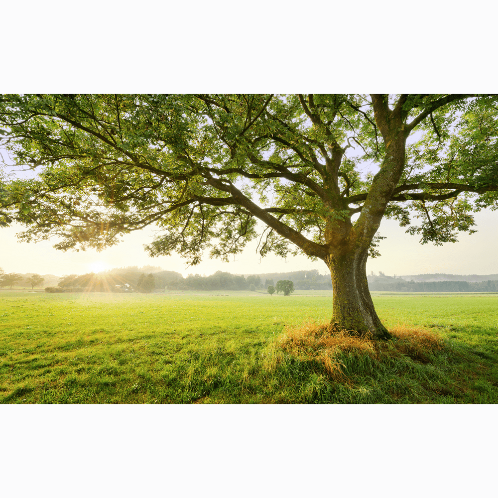 Dein Traumzimmer Komar Fototapete - S.Hefele 2 - The Magic Tree Fototapeten