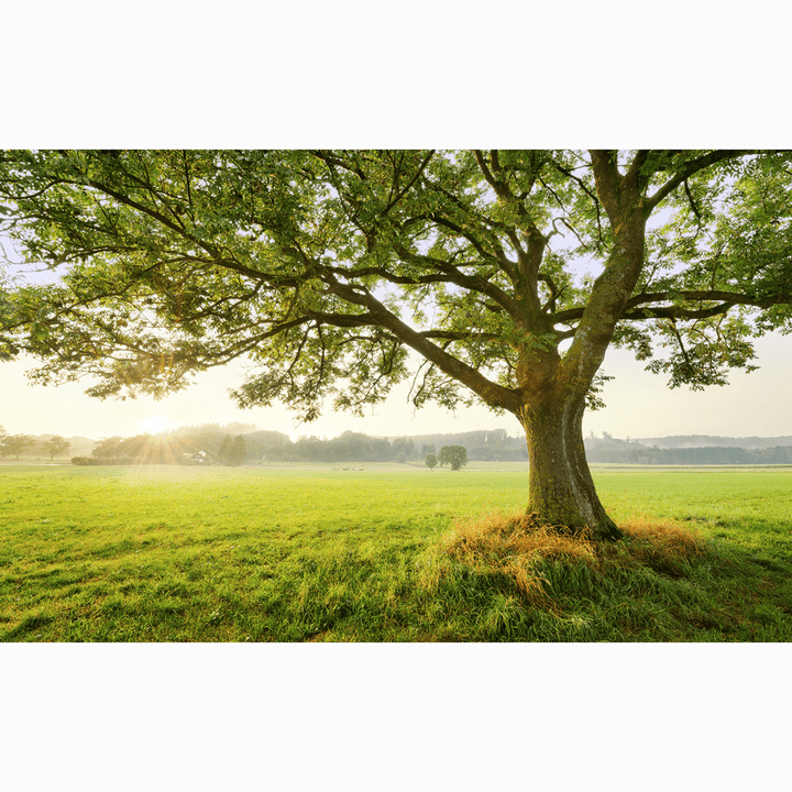 Dein Traumzimmer Komar Fototapete - S.Hefele 2 - The Magic Tree Fototapeten