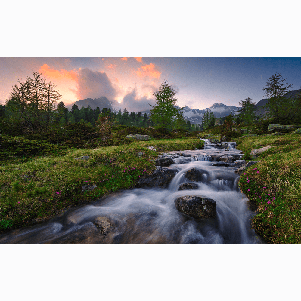 Dein Traumzimmer Komar Fototapete - S.Hefele 2 - Wild Paradise Fototapeten