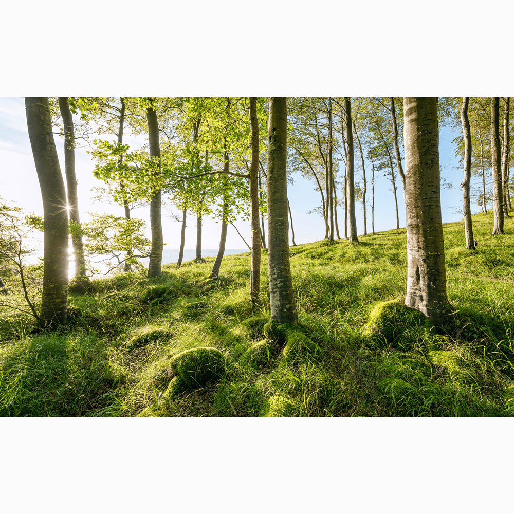 Dein Traumzimmer Komar Fototapete - S.Hefele 2 - Zauberhaftes Buchenspektakel Fototapeten