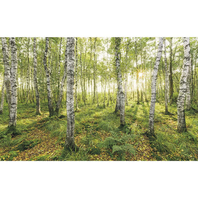 Dein Traumzimmer Komar Fototapete - S.Hefele - Birch Trees Fototapeten