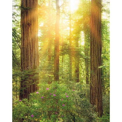 Dein Traumzimmer Komar Fototapete - S.Hefele - Redwood Fototapeten