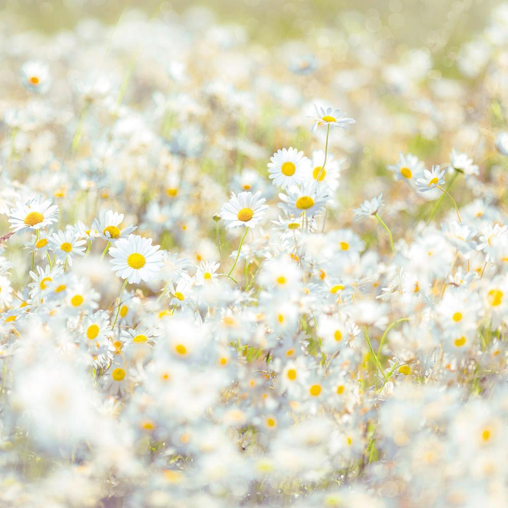 Dein Traumzimmer Komar Fototapete - Vol.15 - Daisies Fototapeten