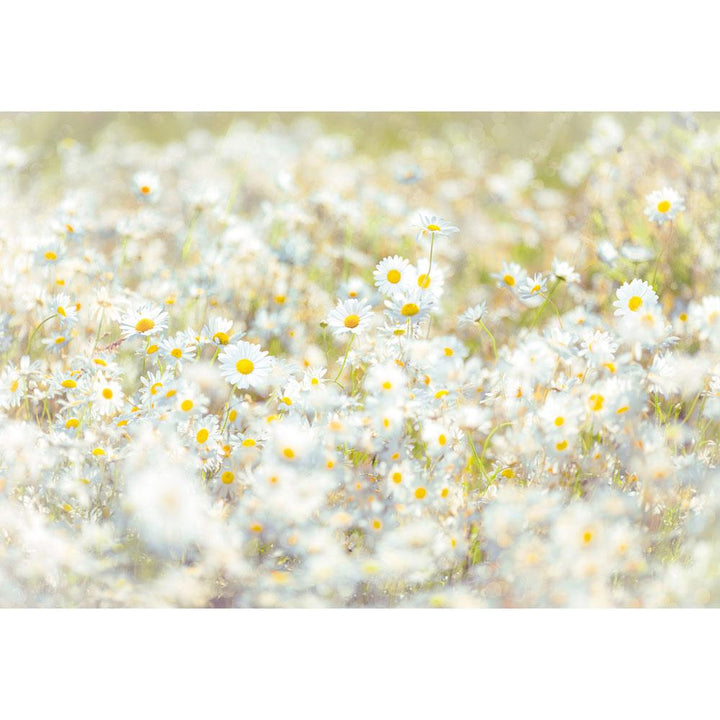 Dein Traumzimmer Komar Fototapete - Vol.15 - Daisies Fototapeten