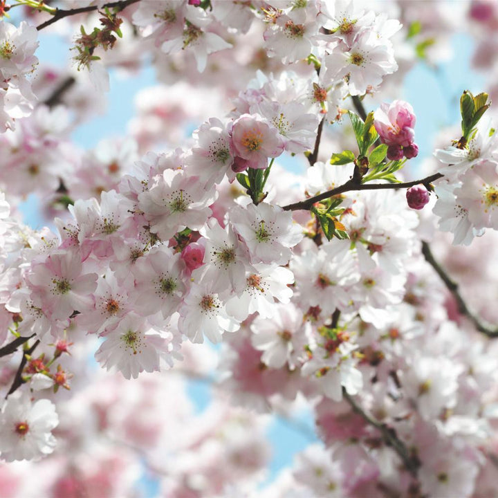 Dein Traumzimmer Komar Fototapete - Vol.15 - Spring Fototapeten