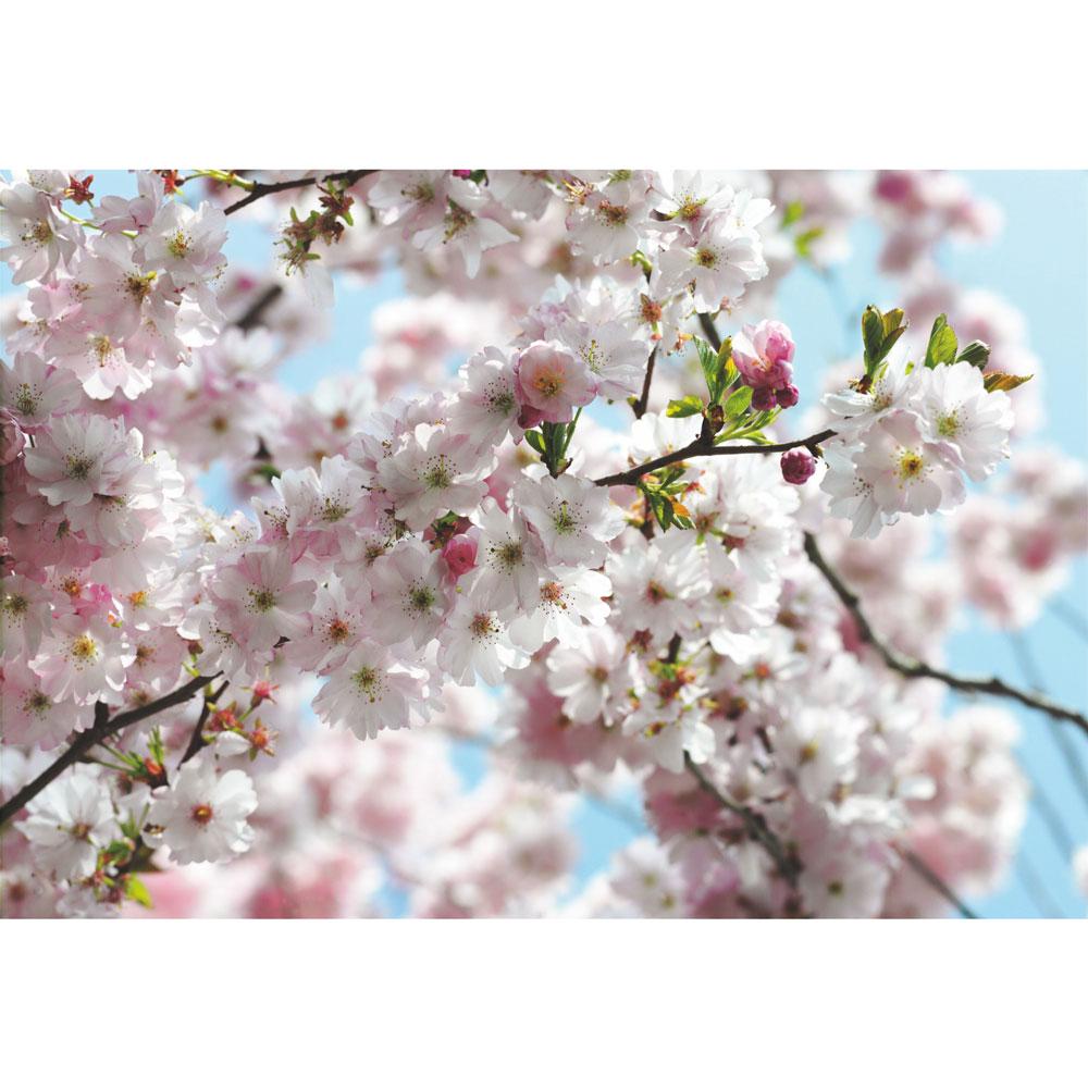 Dein Traumzimmer Komar Fototapete - Vol.15 - Spring Fototapeten