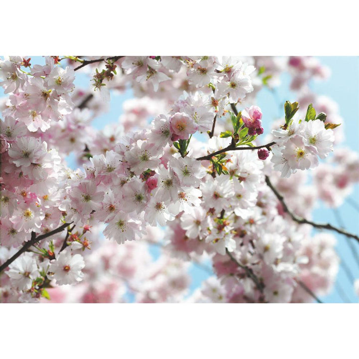 Dein Traumzimmer Komar Fototapete - Vol.15 - Spring Fototapeten