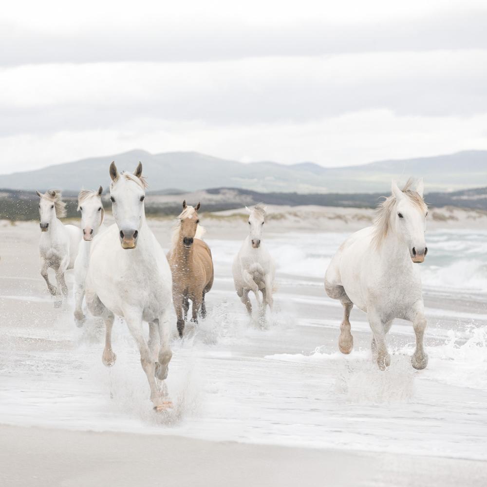 Dein Traumzimmer Komar Fototapete - Vol.15 - White Horses Fototapeten