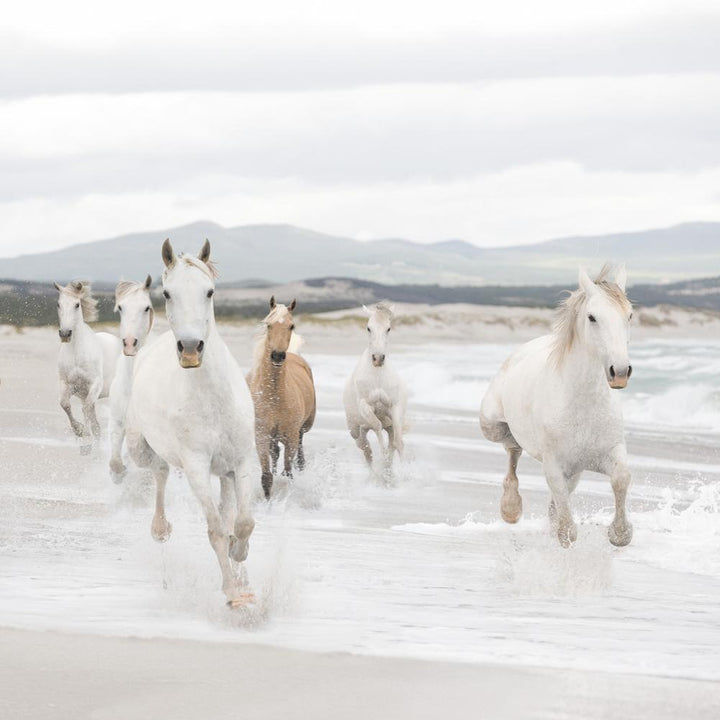 Dein Traumzimmer Komar Fototapete - Vol.15 - White Horses Fototapeten