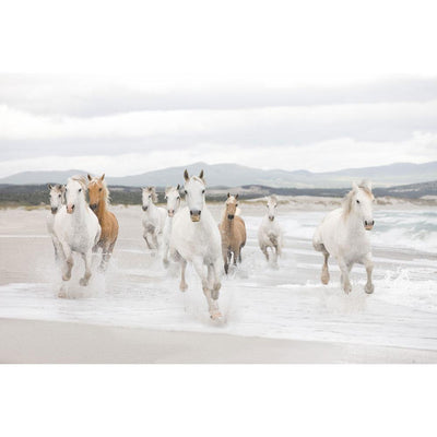 Dein Traumzimmer Komar Fototapete - Vol.15 - White Horses Fototapeten